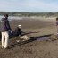  Autoridad Marítima fiscalizó procedimiento de calamar gigante varado muerto en Tirúa  