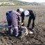  Autoridad Marítima fiscalizó procedimiento de calamar gigante varado muerto en Tirúa  