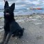  Autoridad Marítima de Punta Arenas recibe al primer perro que ayudará en la lucha antinarcóticos  