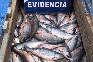 Capitanía de Puerto de Puerto Montt incauta 9,8 toneladas de salmones 