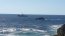  Capitanía de Puerto de Quintero activa operativo por buzo mariscador desaparecido  